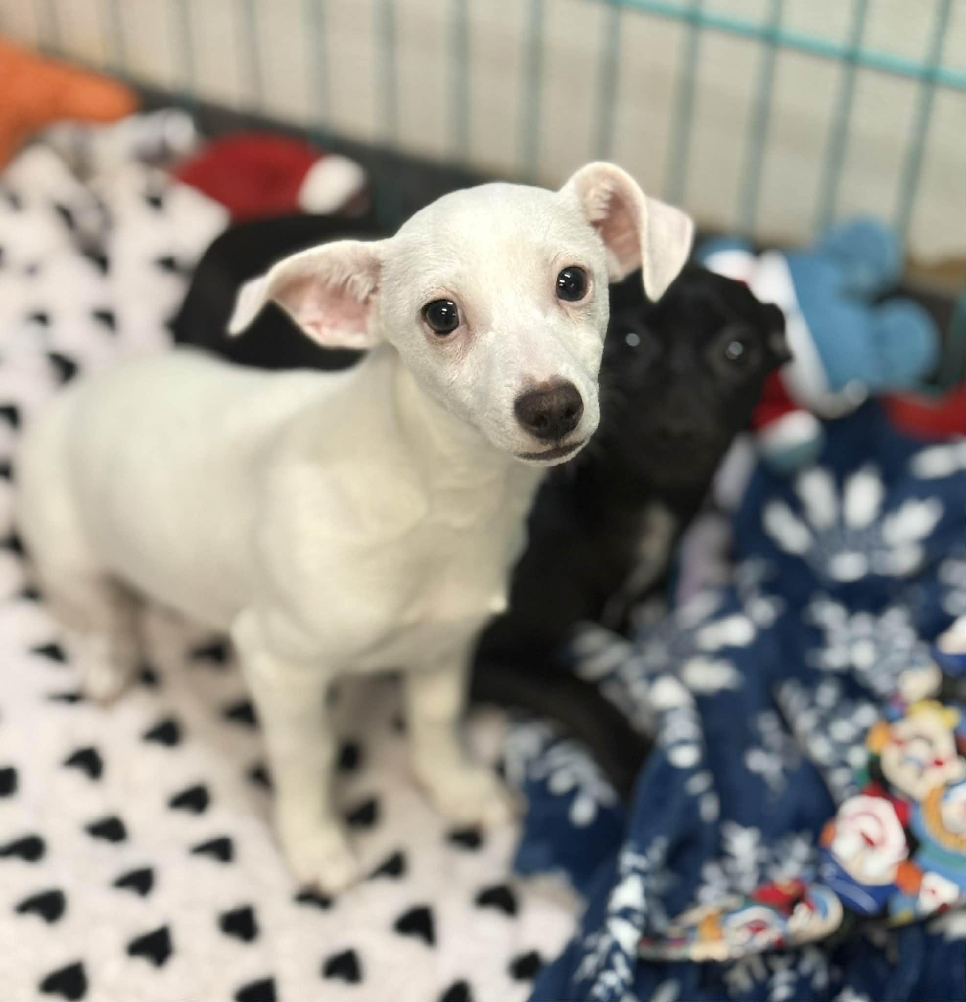 Salt, a ADOPTABLE mixed breed in PHOENIX, AZ image 5/6