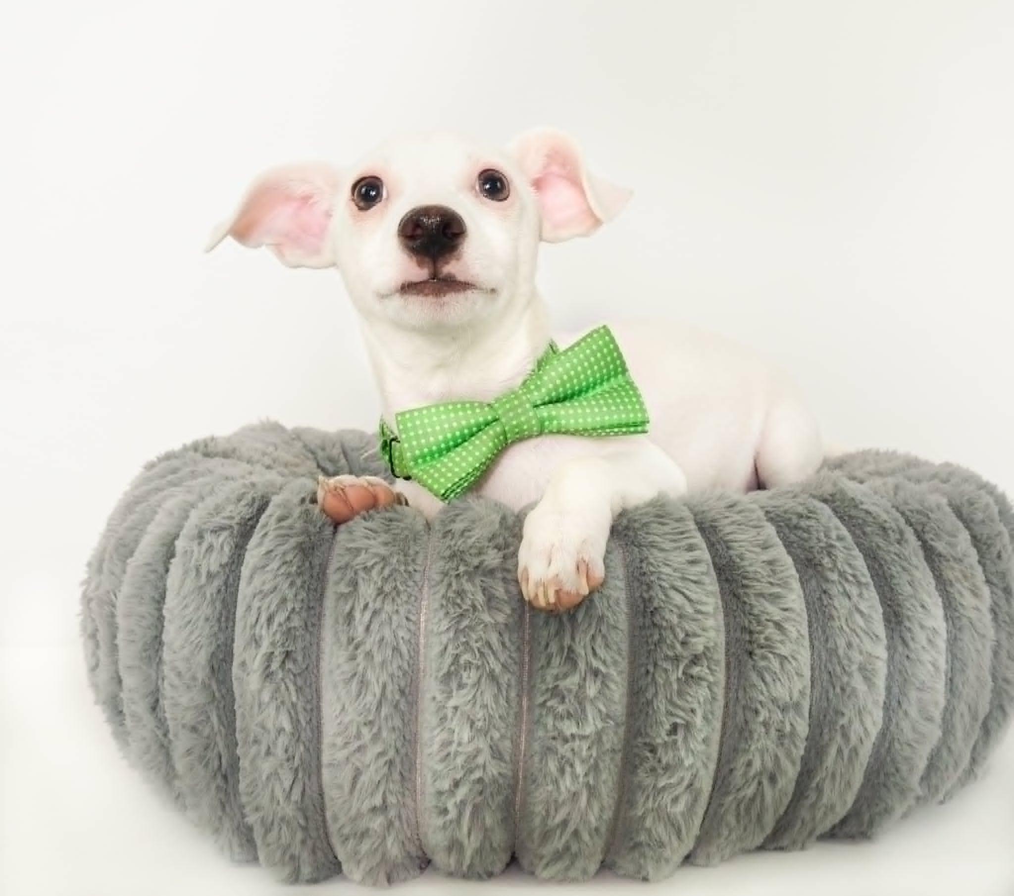 Salt, a ADOPTABLE mixed breed in PHOENIX, AZ image 4/6