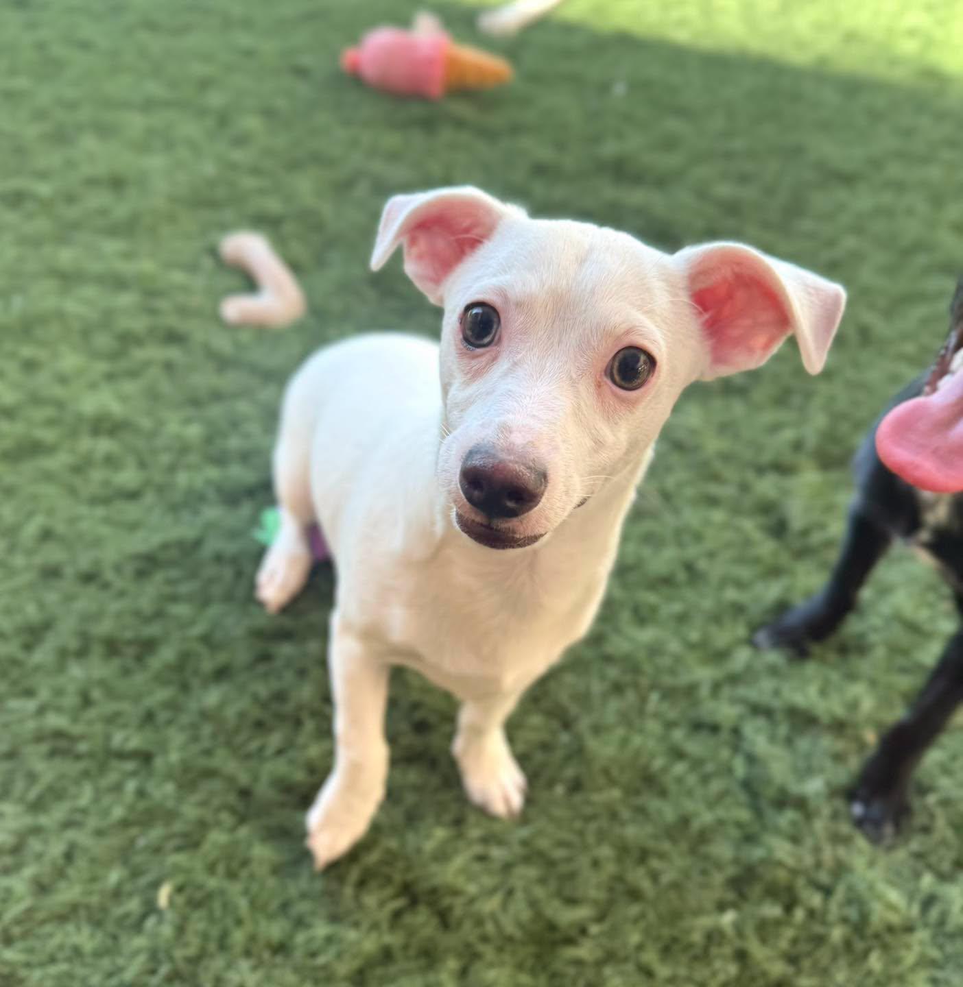 Salt, an adopted mixed breed in PHOENIX, AZ image 6/6