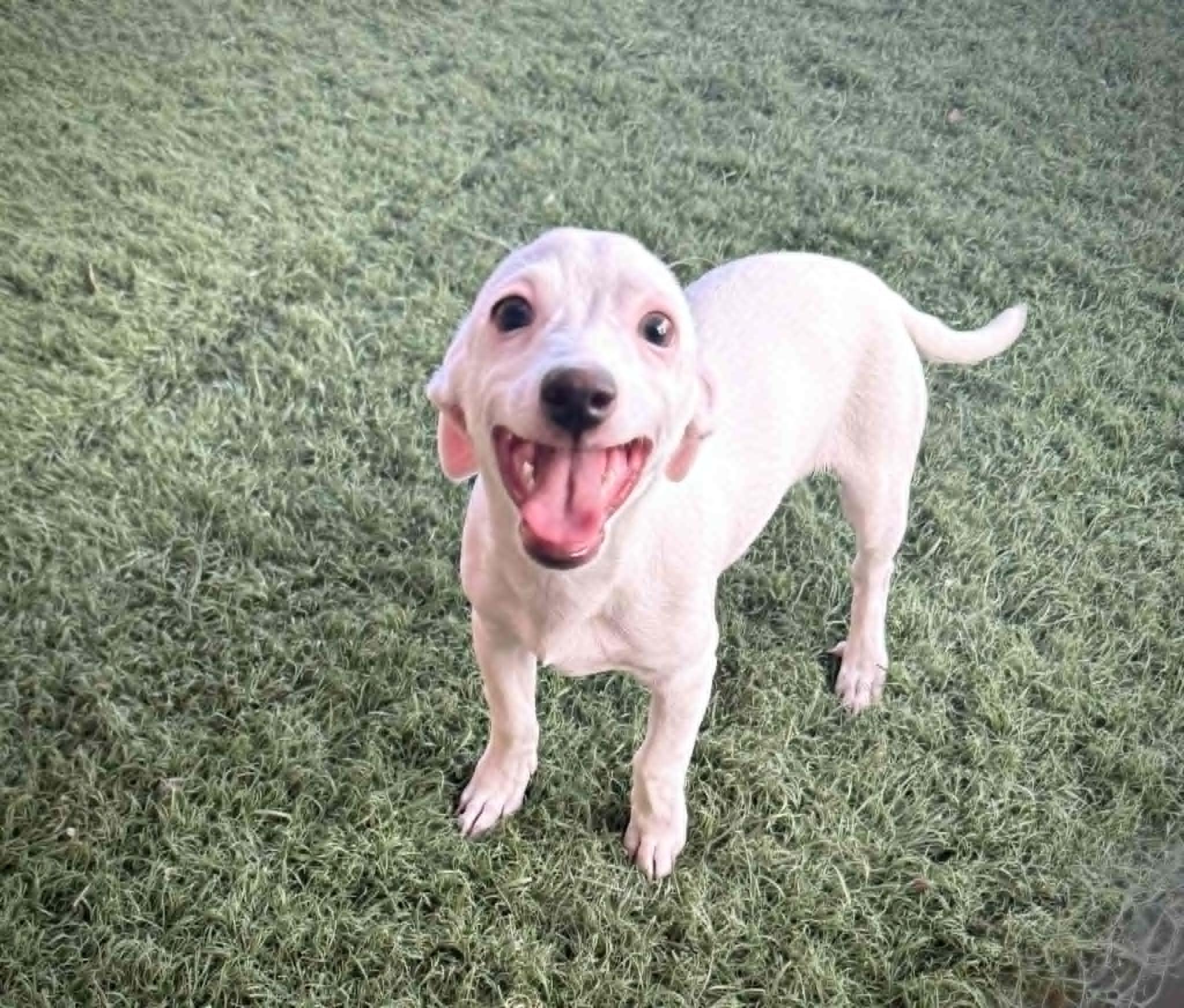 Salt, a ADOPTABLE mixed breed in PHOENIX, AZ image 2/6