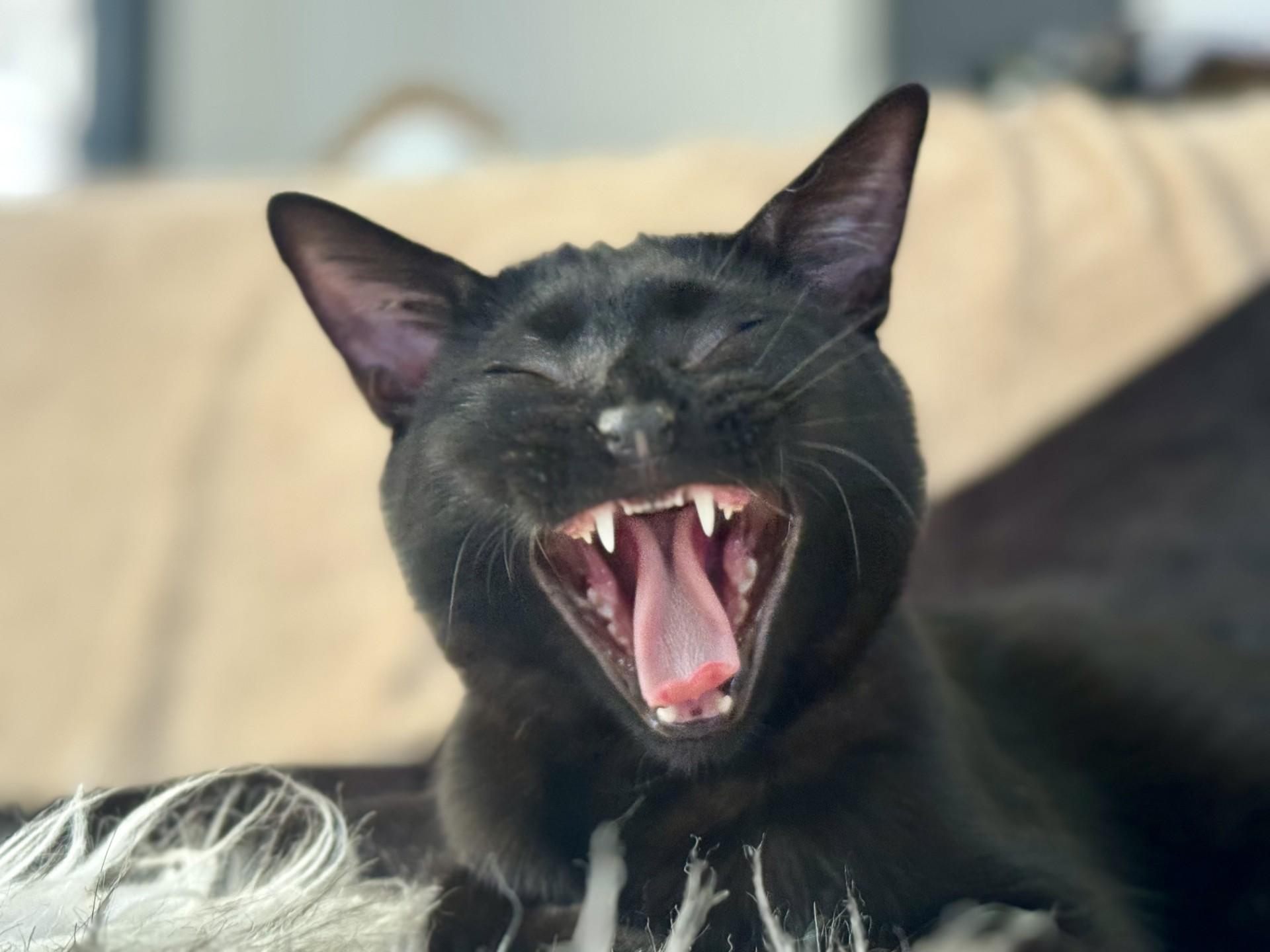 Onyx, a ADOPTABLE Domestic Short Hair in Scottsdale, AZ image 4/5