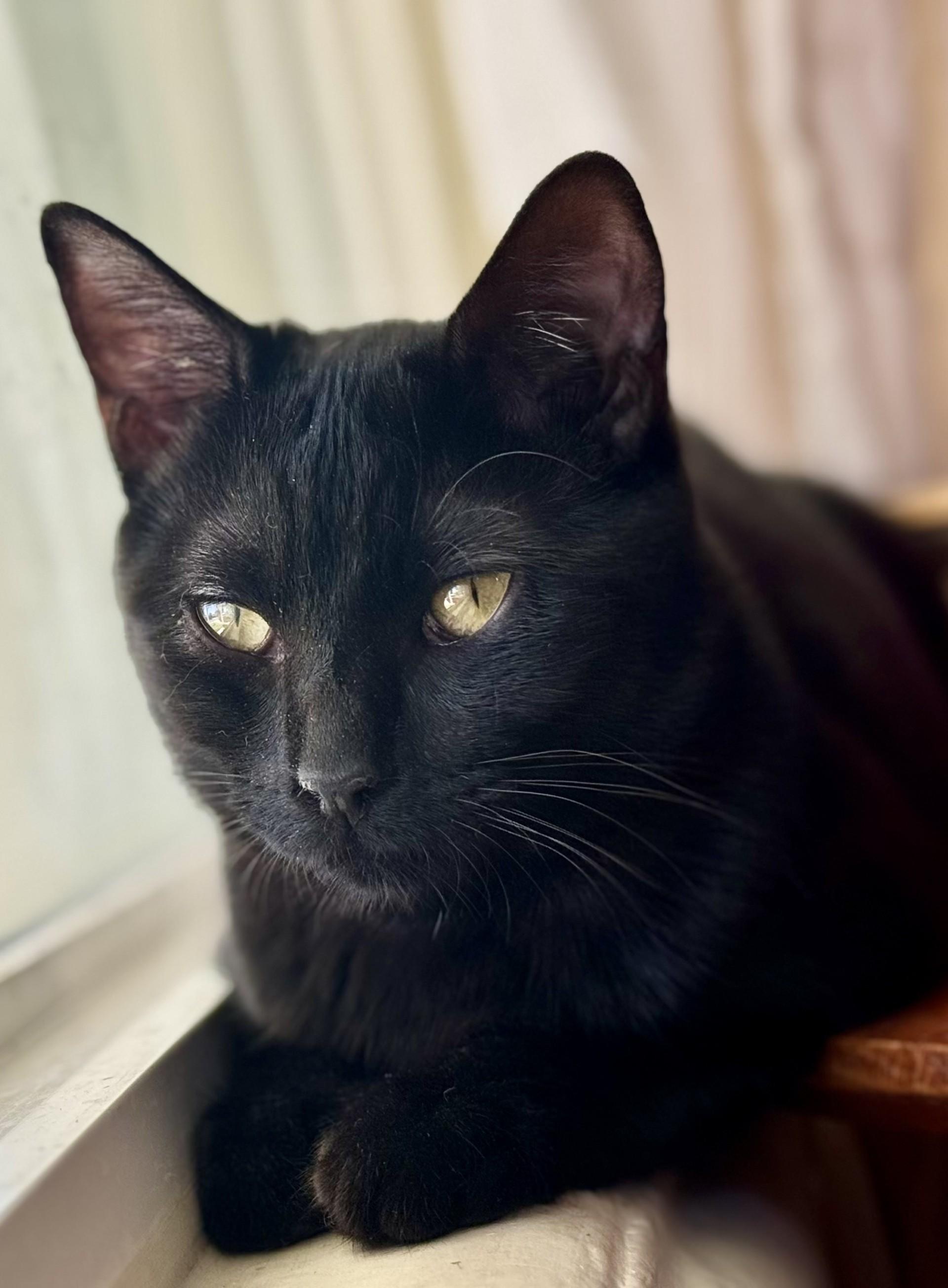 Onyx, ADOPTABLE, Young Female Domestic Short Hair.