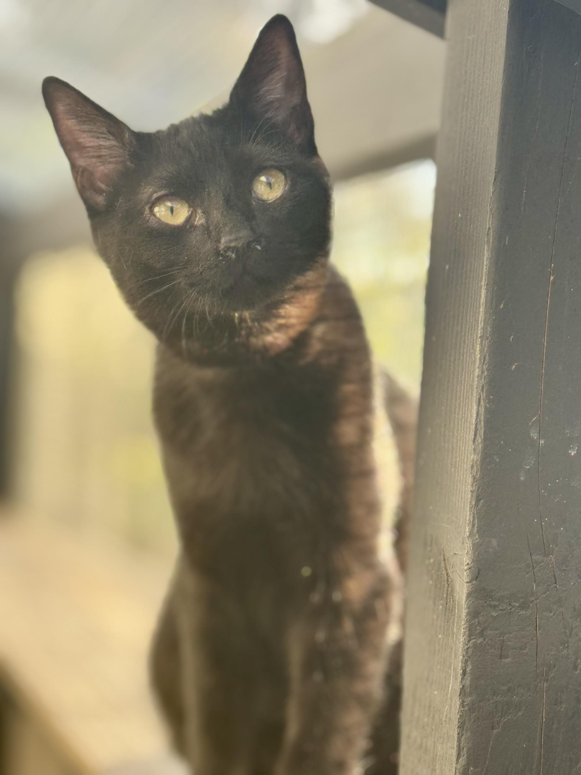 Onyx, a ADOPTABLE Domestic Short Hair in Scottsdale, AZ image 2/5