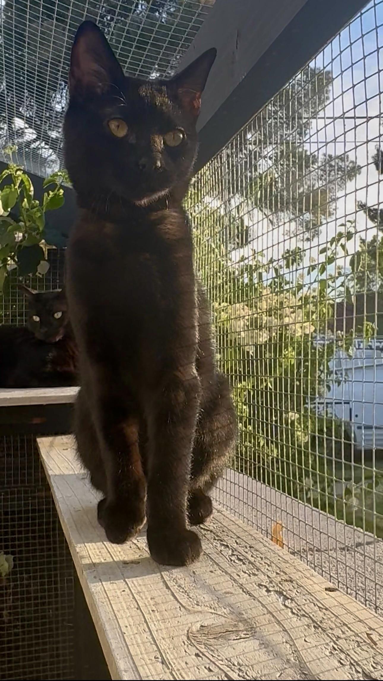 Onyx, a ADOPTABLE Domestic Short Hair in Scottsdale, AZ image 3/5