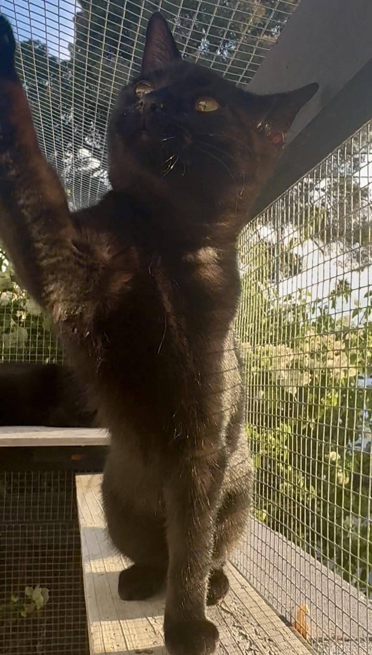 Onyx, a ADOPTABLE Domestic Short Hair in Scottsdale, AZ image 5/5