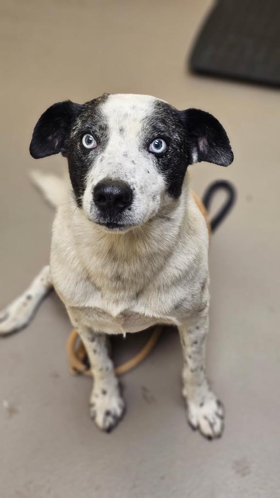 Dexter, Adoptable, Adult Male Australian Shepherd & Australian Cattle Dog / Blue Heeler.
