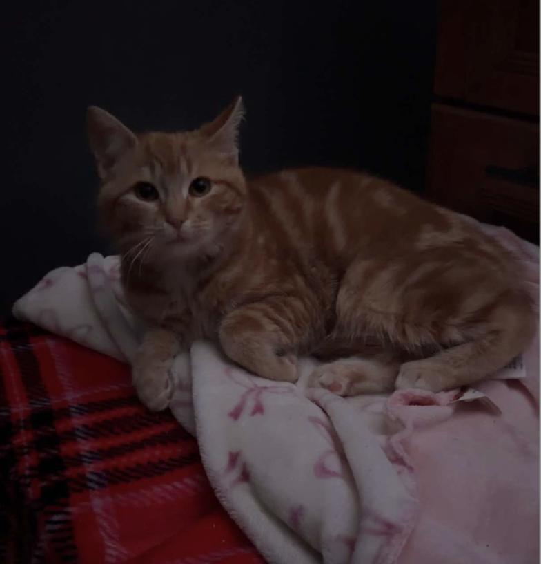 Enlarge Jerry, a Adopted Domestic Short Hair in Coralville, IA image 1/3