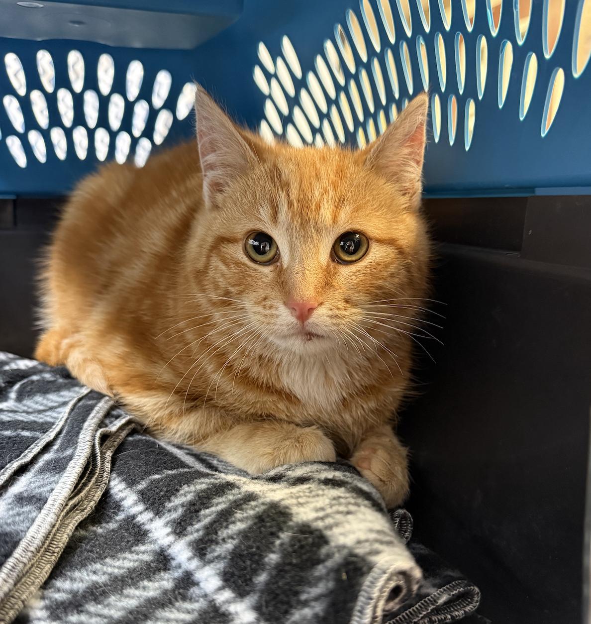 Enlarge Jerry, a Adopted Domestic Short Hair in Coralville, IA image 2/3