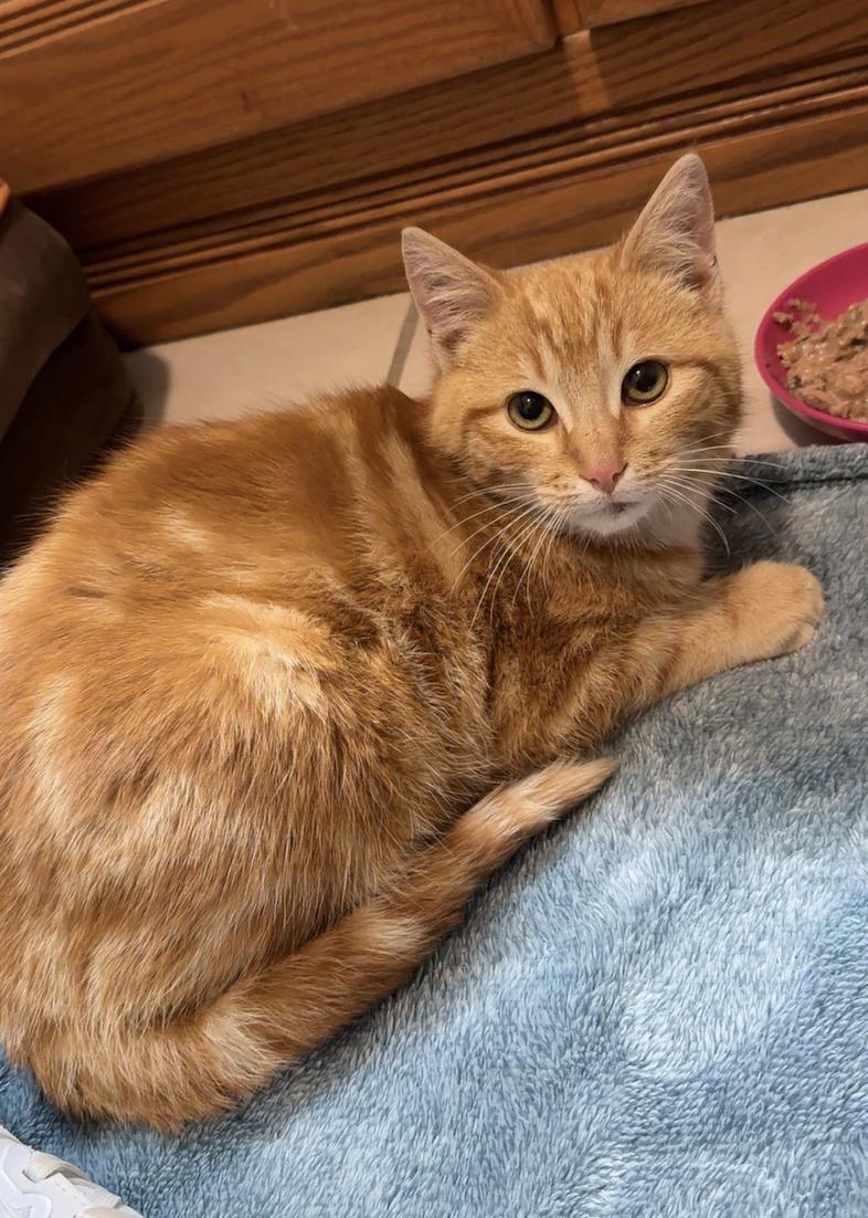 Enlarge Jerry, a Adopted Domestic Short Hair in Coralville, IA image 3/3