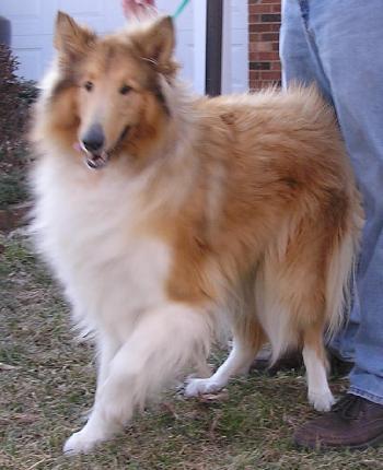 Trixie, Adopted, Young Female Collie.