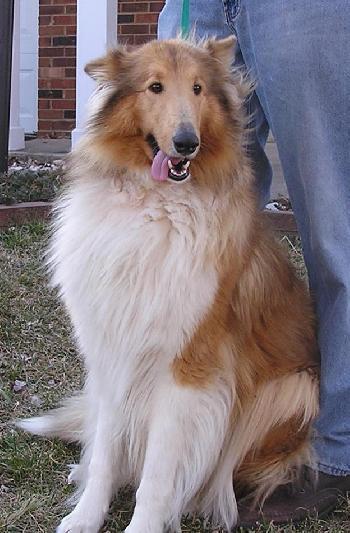Enlarge Trixie, a Adopted Collie in Chantilly, VA image 2/3