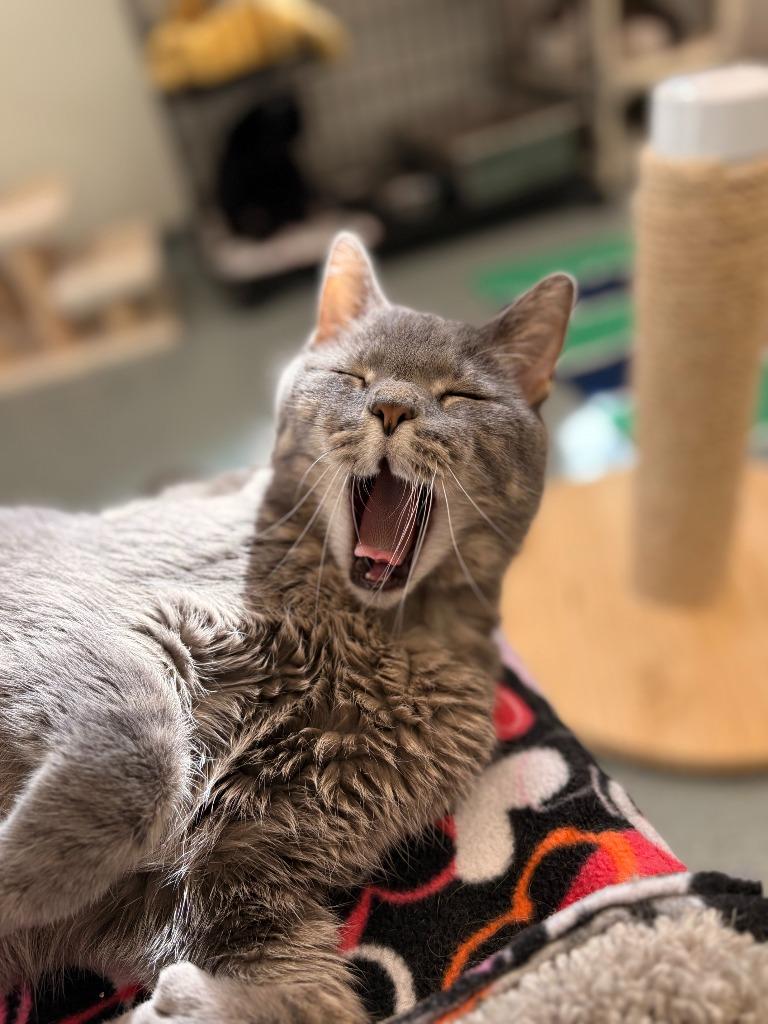 Toby, Adoptable, Adult Male Domestic Short Hair.