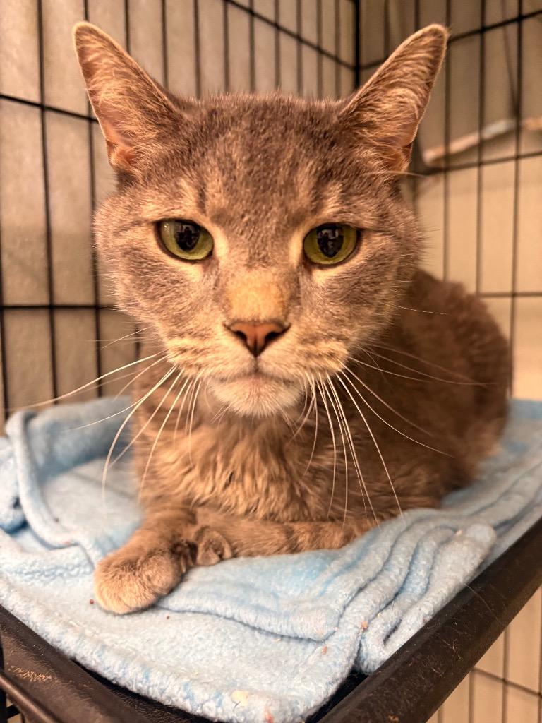 Enlarge Toby, a Adoptable mixed breed in Cumberland, ME image 2/3
