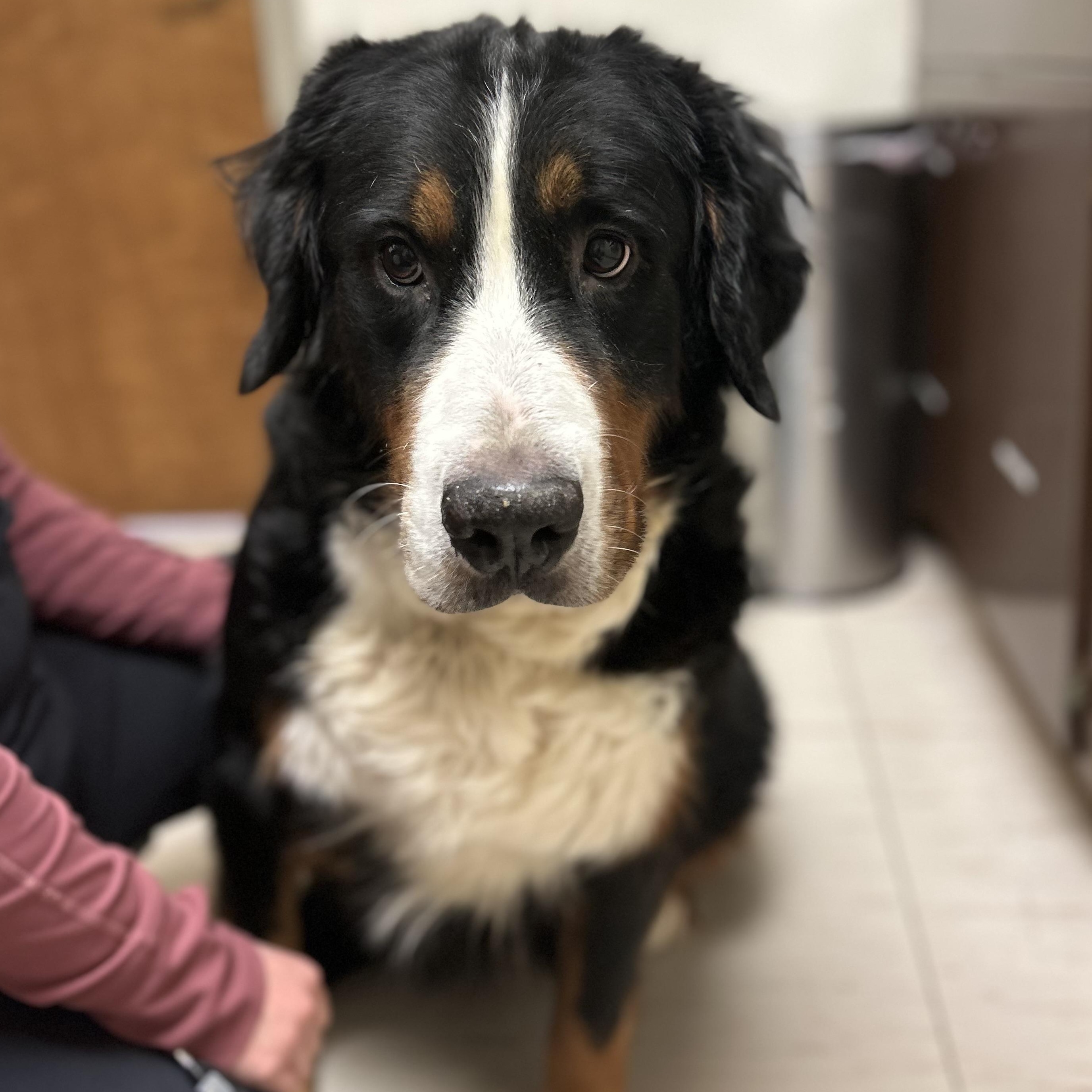 Enlarge Cora, an adoptable Bernese Mountain Dog in Trenton, MO image 2/5
