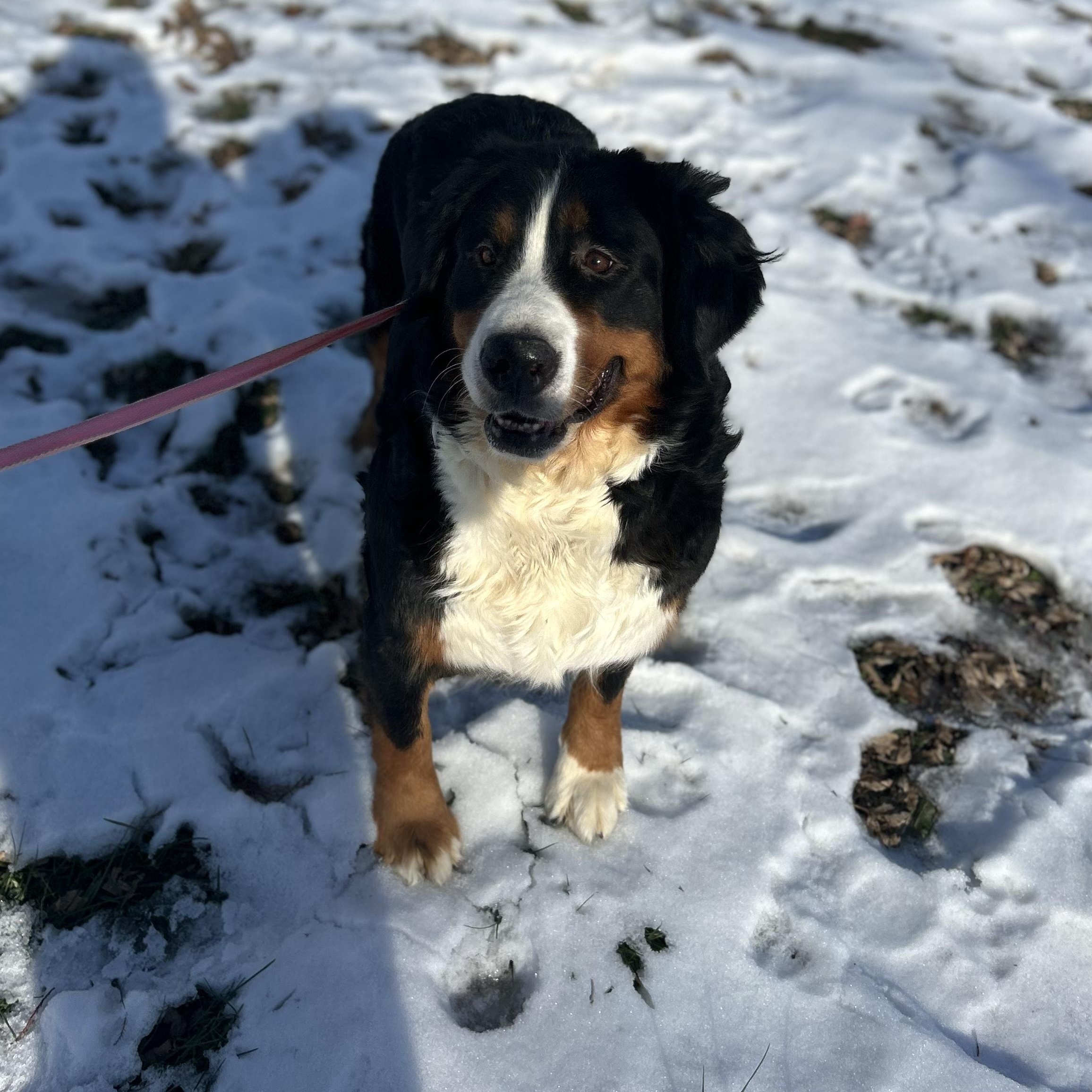 Cora, adoptable, Adult Female Bernese Mountain Dog.