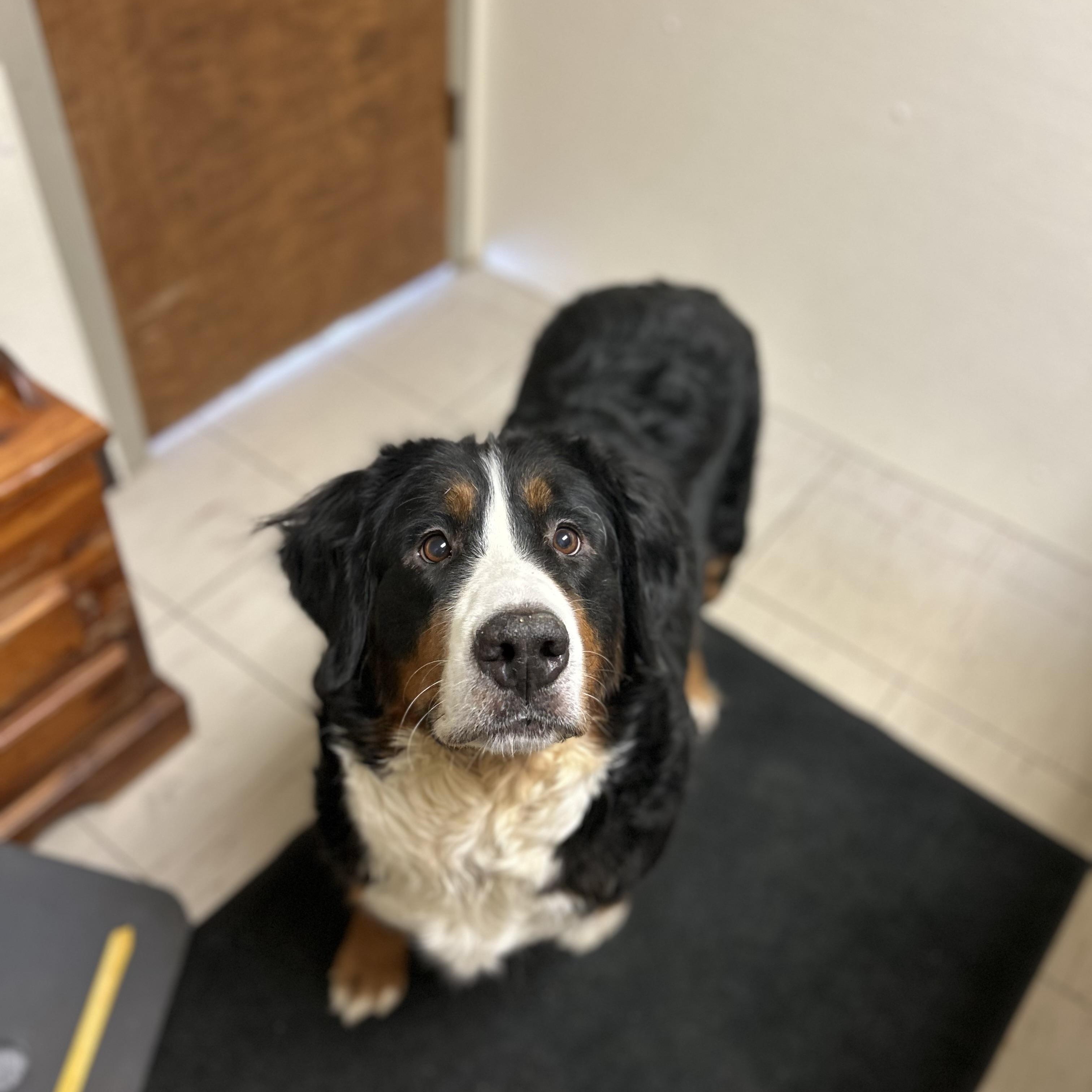Enlarge Cora, an adoptable Bernese Mountain Dog in Trenton, MO image 3/5