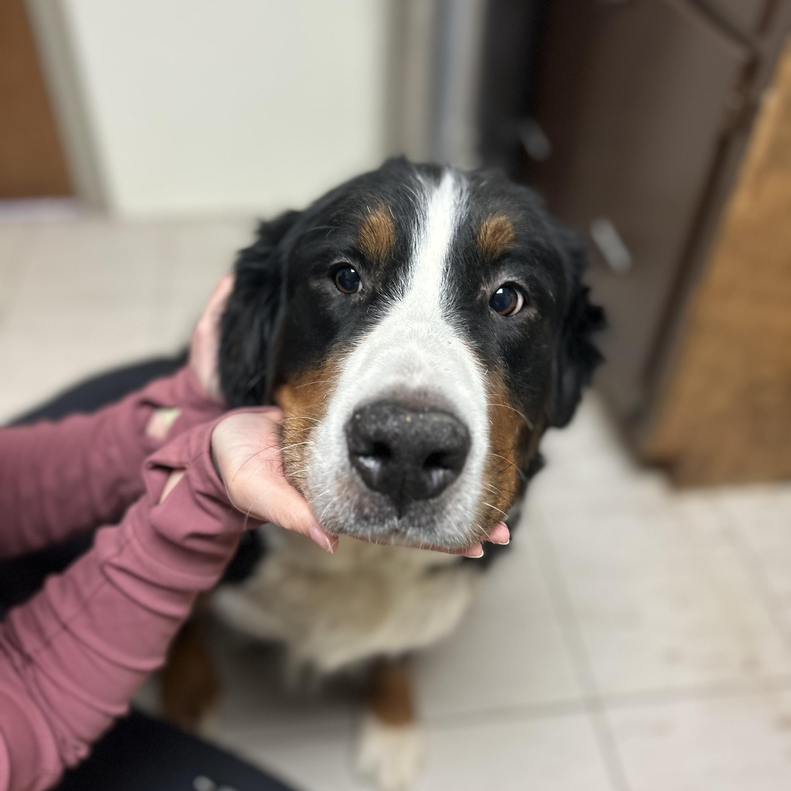 Enlarge Cora, an adoptable Bernese Mountain Dog in Trenton, MO image 4/5