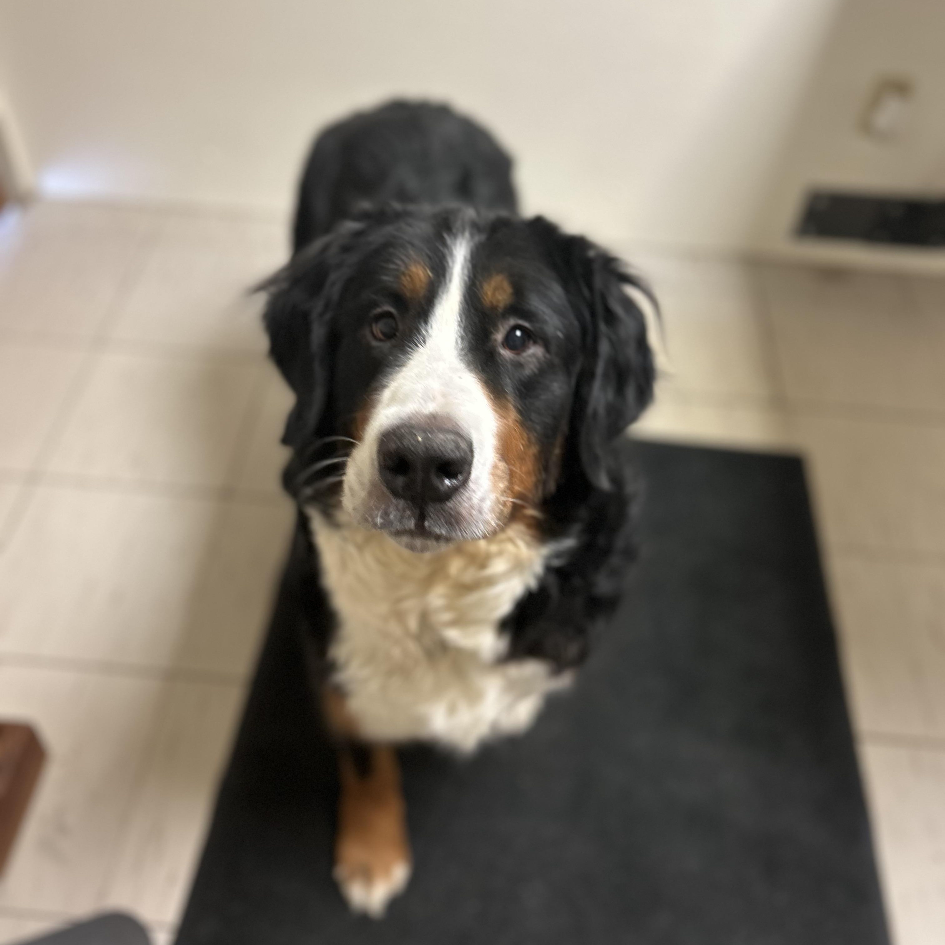 Cora, adoptable, Adult Female Bernese Mountain Dog.
