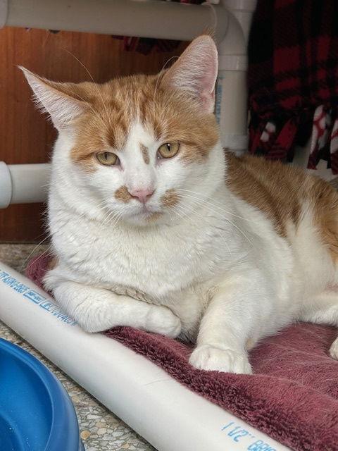 Butters, Adoptable, Young Male Domestic Short Hair.