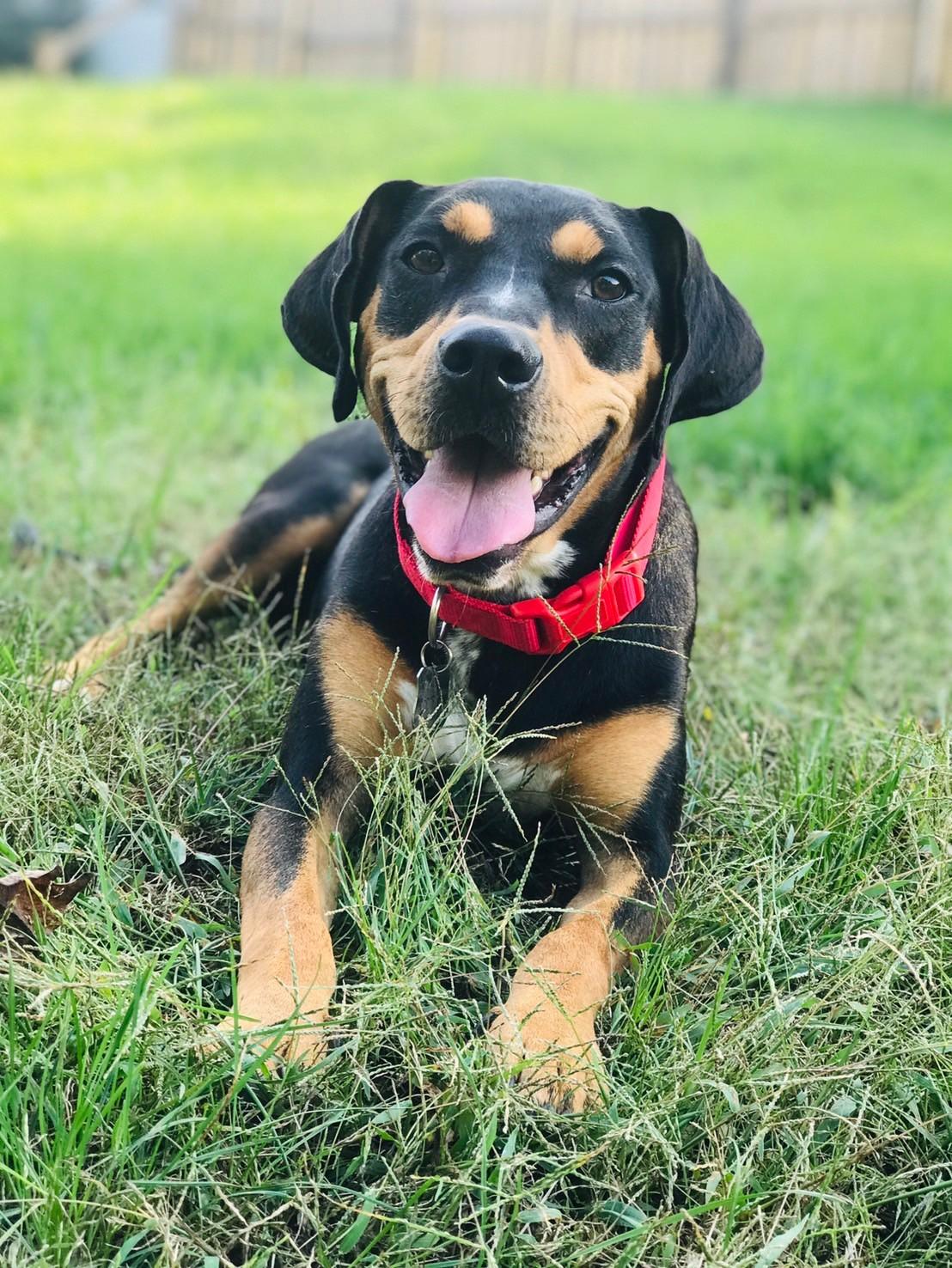Max, Young Male Hound