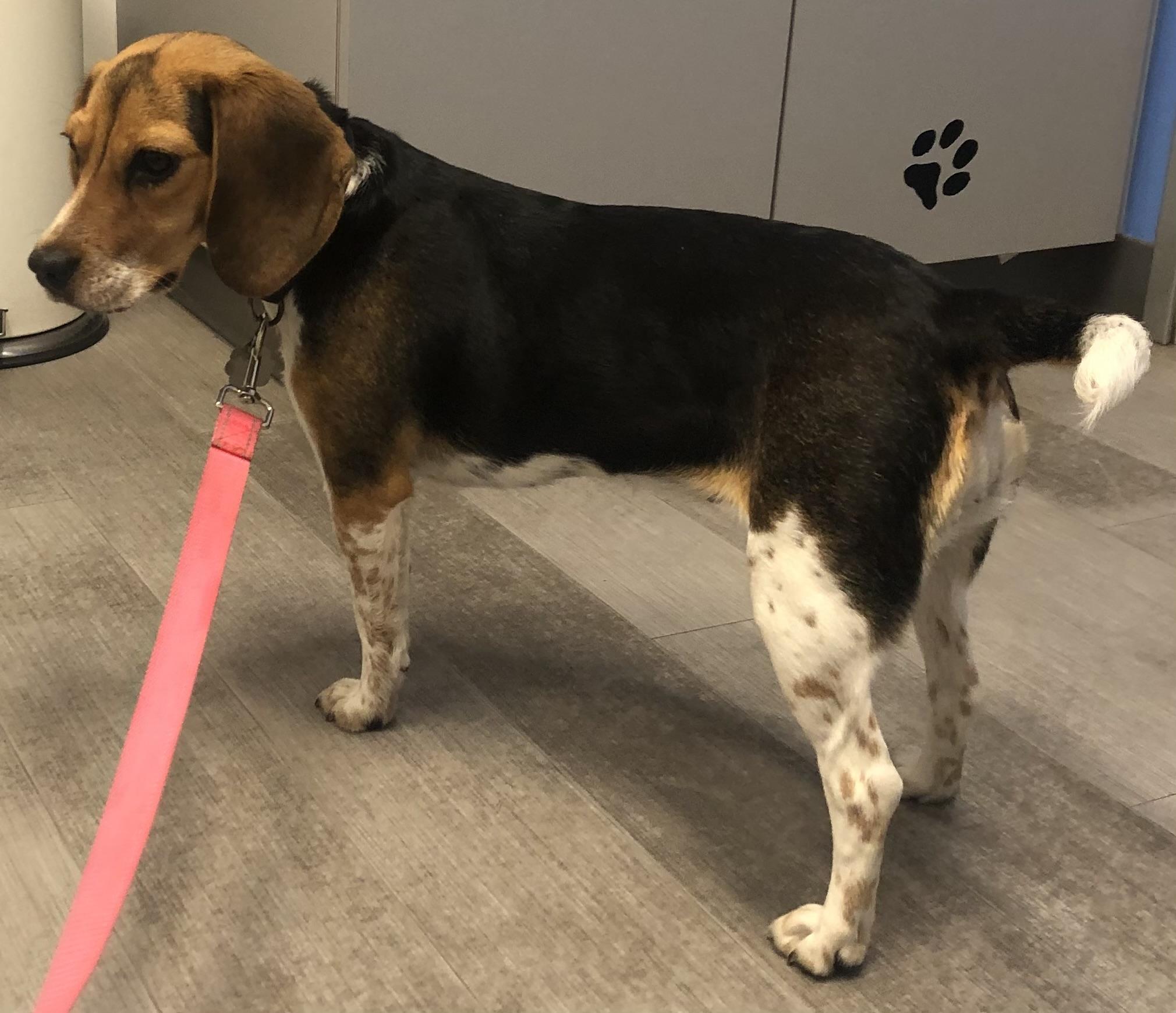 Bambi, adopted, Young Female Beagle.