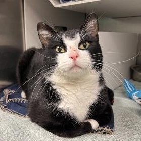 Samurai Jack, adopted, Young Male Domestic Short Hair.