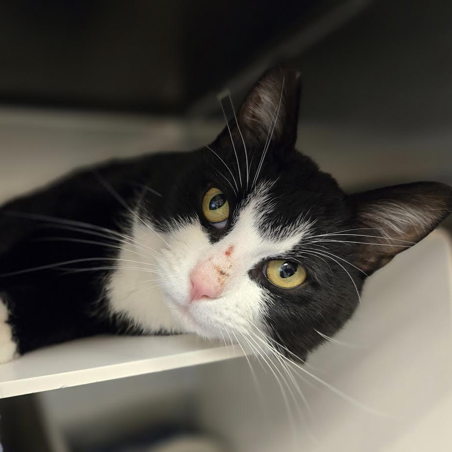 Samurai Jack, an adopted mixed breed in Bellingham, WA image 3/4