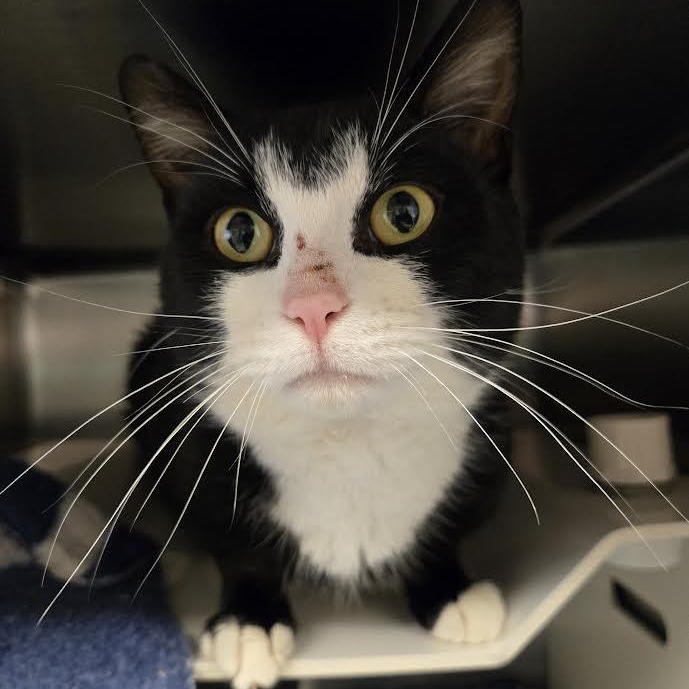 Samurai Jack, an adopted mixed breed in Bellingham, WA image 4/4