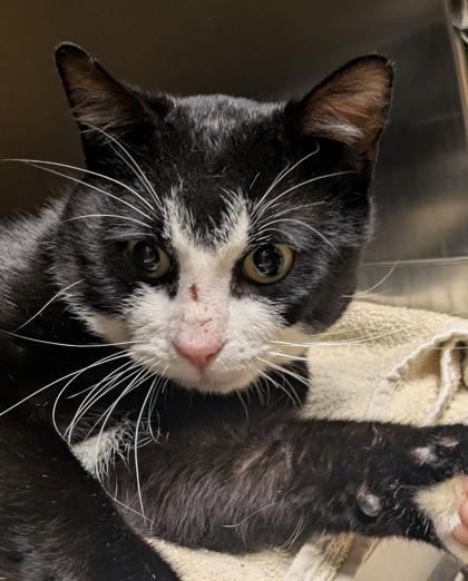 Samurai Jack, an adopted mixed breed in Bellingham, WA image 2/4