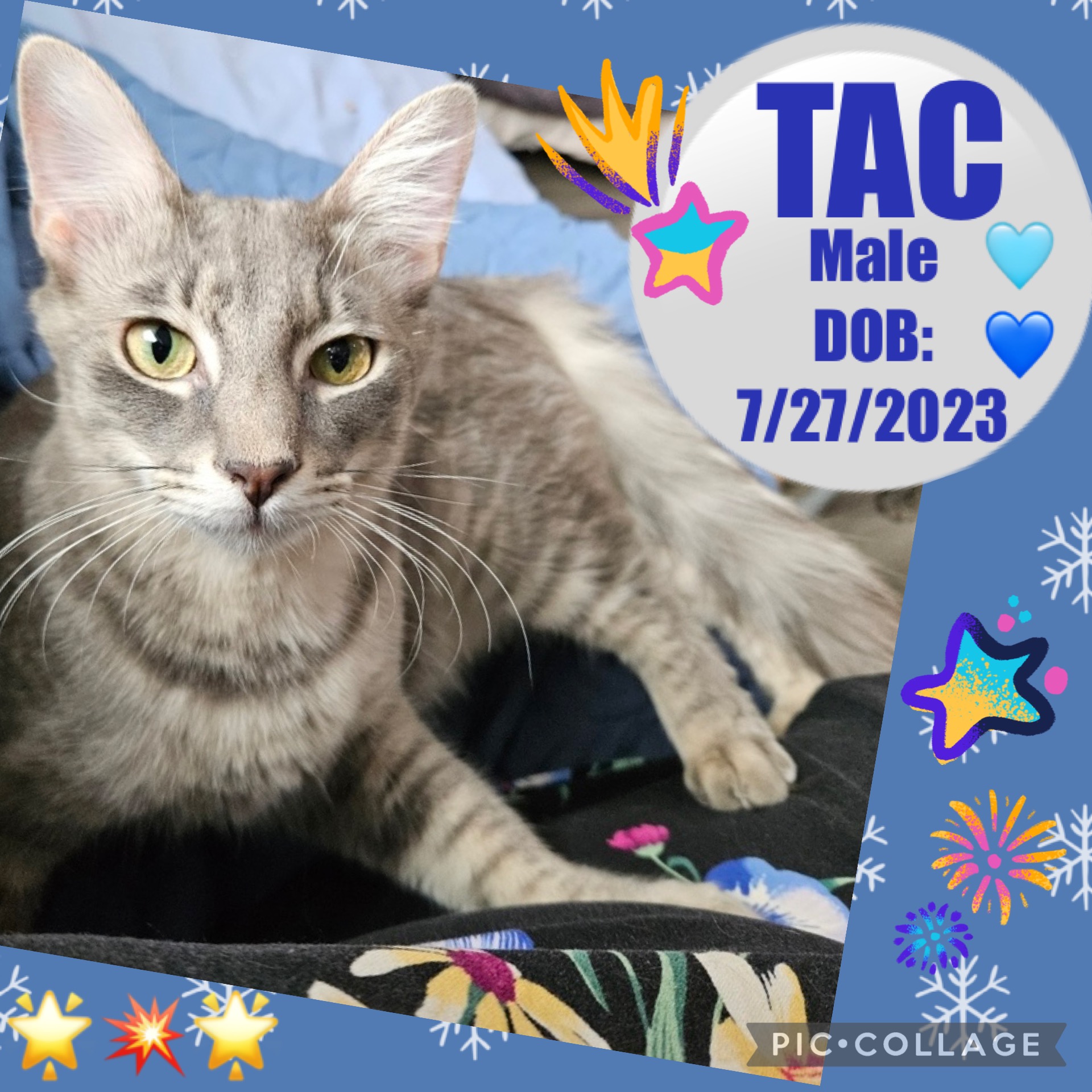Enlarge TAC, a Adoptable mixed breed in Anchorage, AK image 1/1