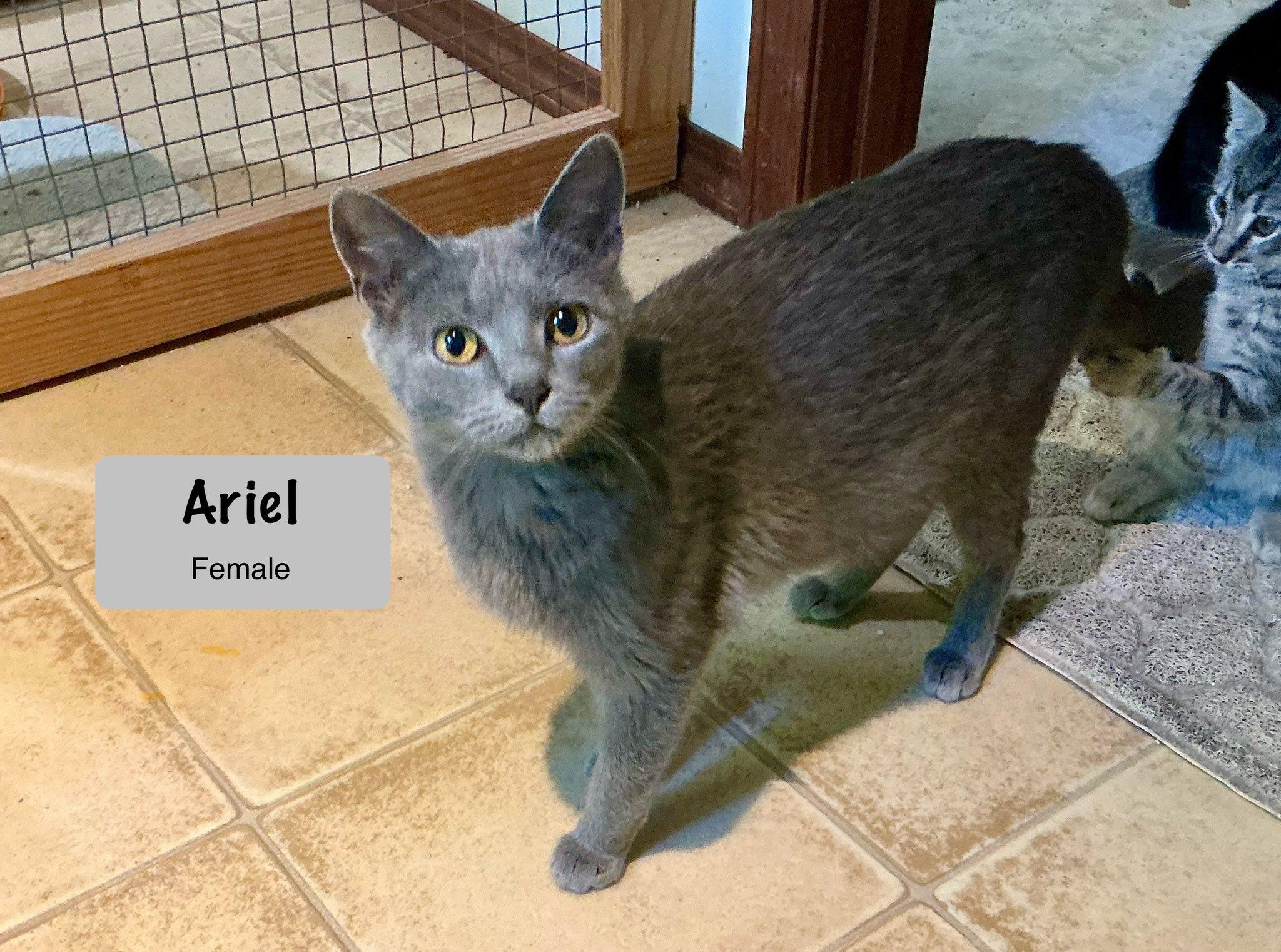 Ariel (AVAILABLE 7/5)