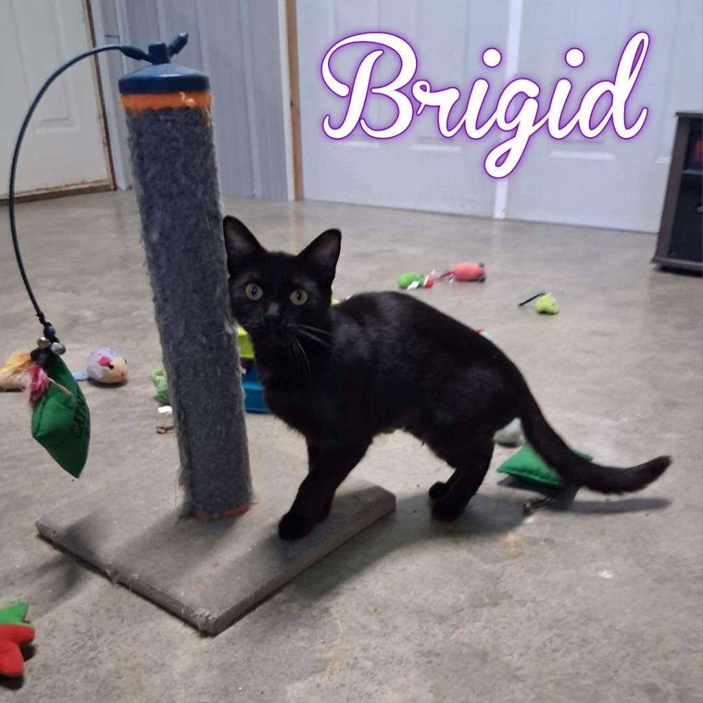 Enlarge Brigid, a Adoptable Domestic Short Hair in Hillsboro, OH image 1/3