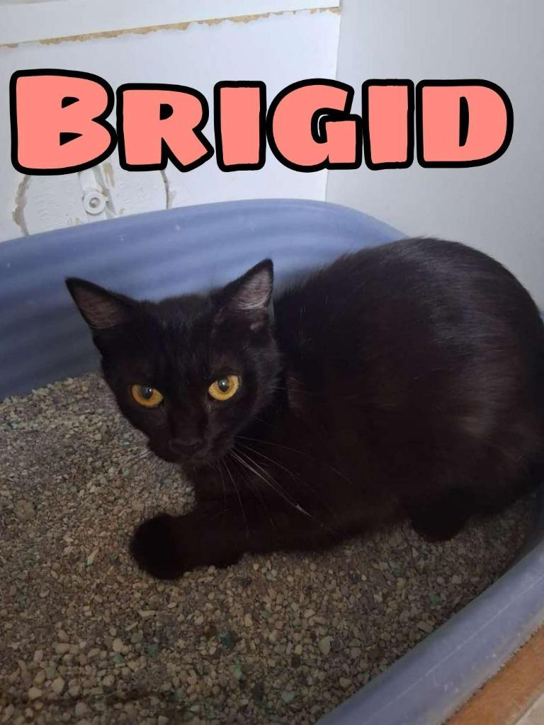 Enlarge Brigid, a Adoptable Domestic Short Hair in Hillsboro, OH image 2/3