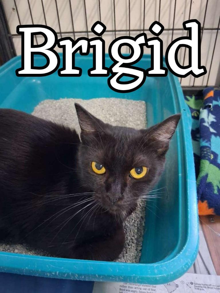 Enlarge Brigid, a Adoptable Domestic Short Hair in Hillsboro, OH image 3/3