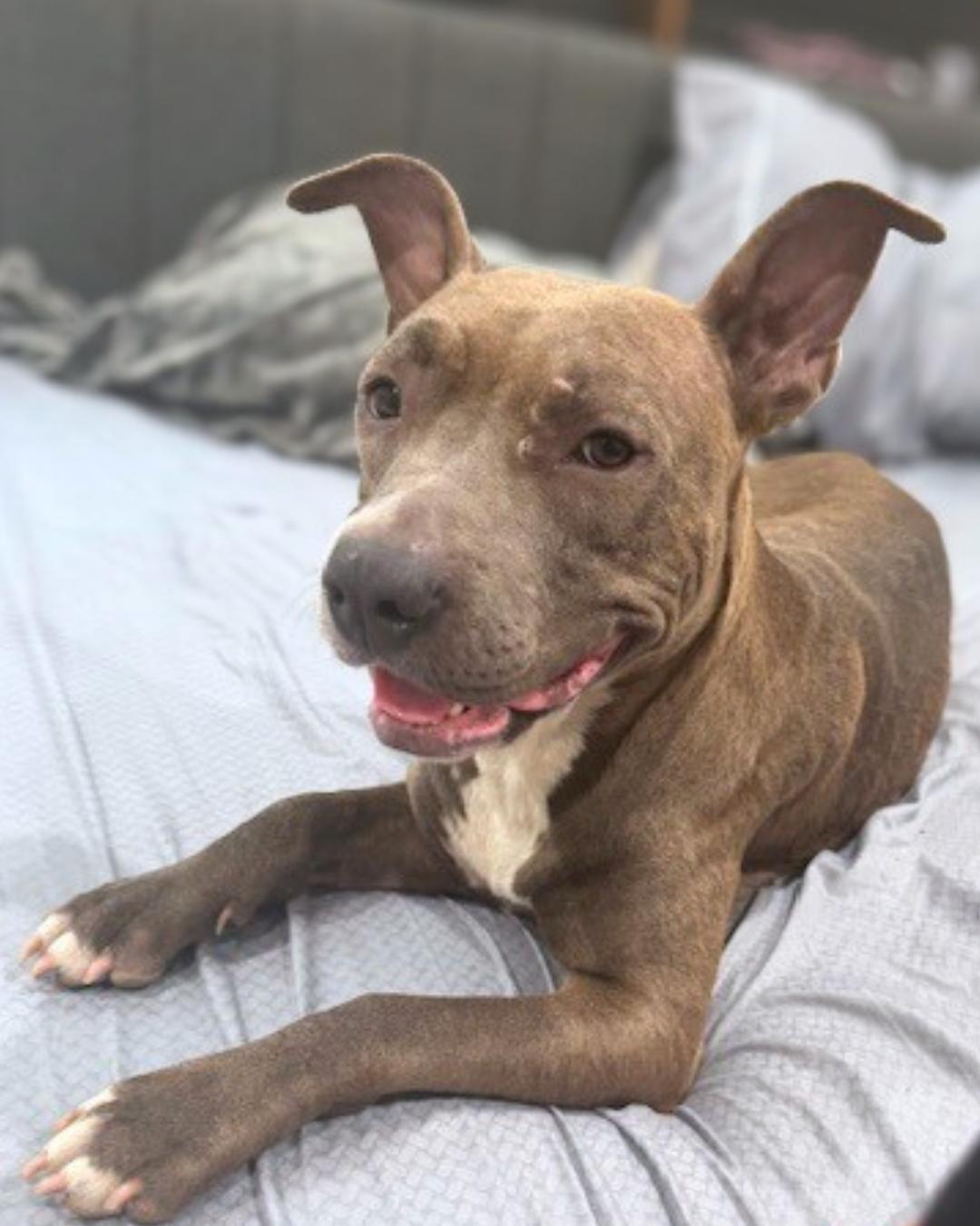 Enlarge Wilma, a Adoptable mixed breed in Valley Village, CA image 4/5