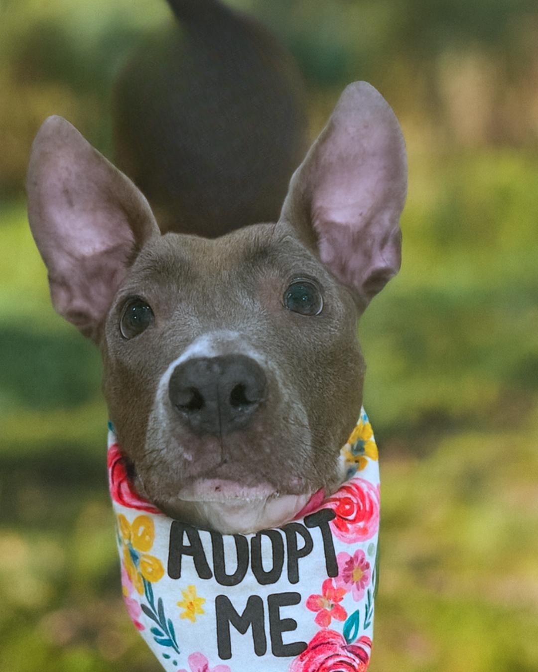 Enlarge Wilma, a Adoptable mixed breed in Valley Village, CA image 3/5