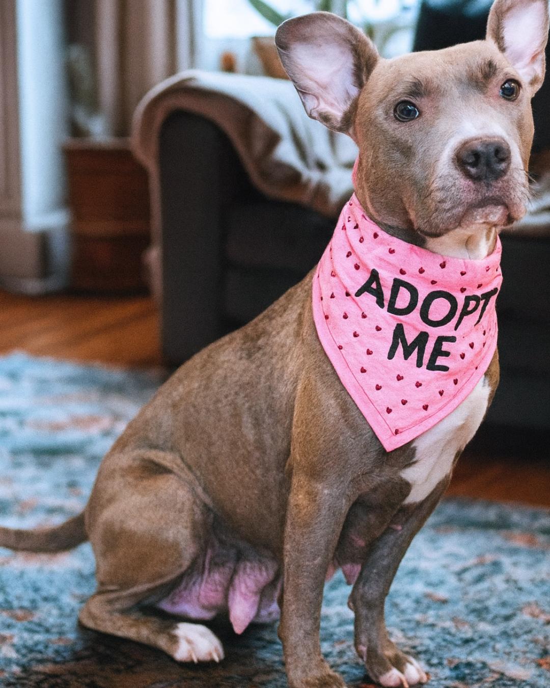 Enlarge Wilma, a Adoptable mixed breed in Valley Village, CA image 1/5