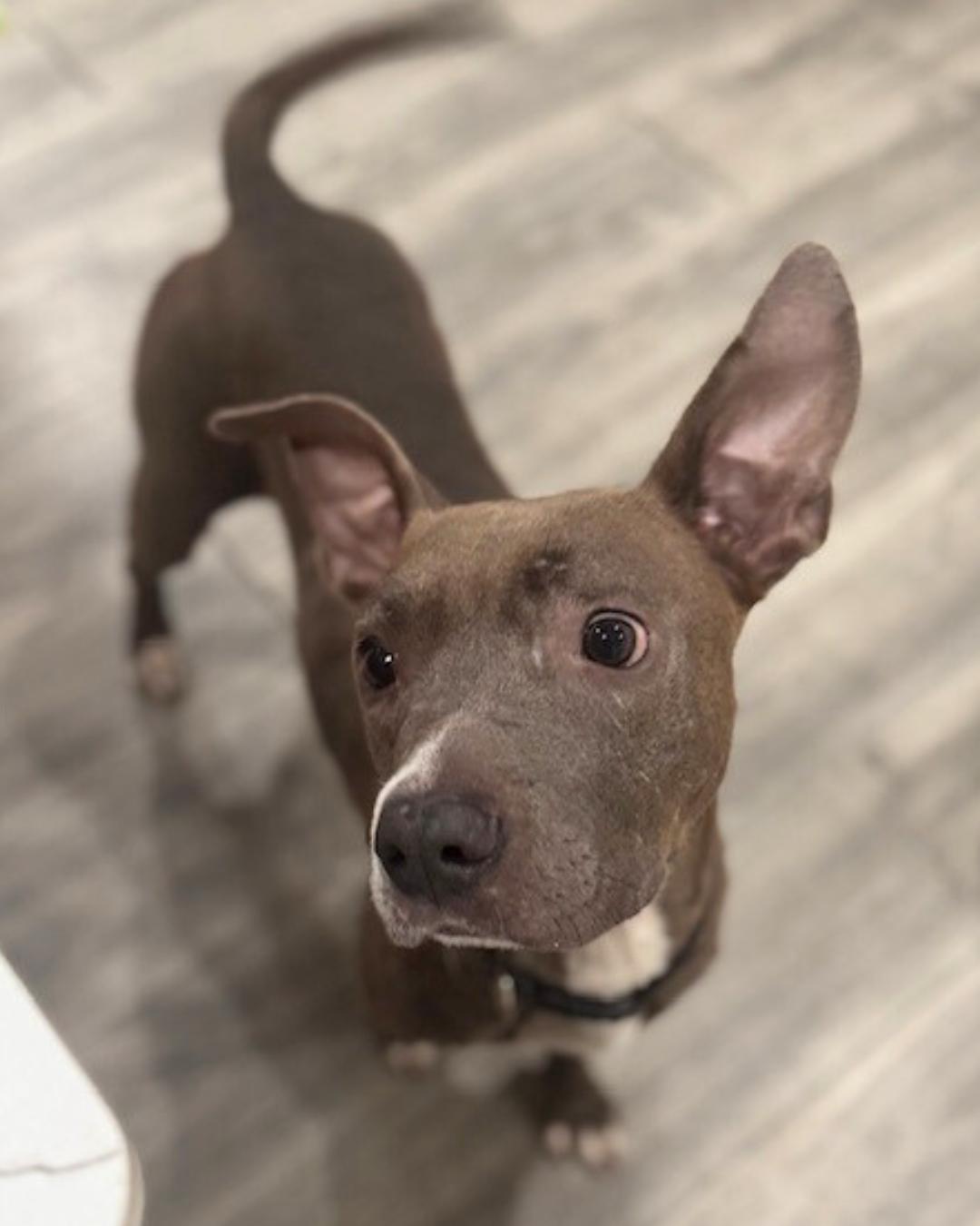 Enlarge Wilma, a Adoptable mixed breed in Valley Village, CA image 5/5