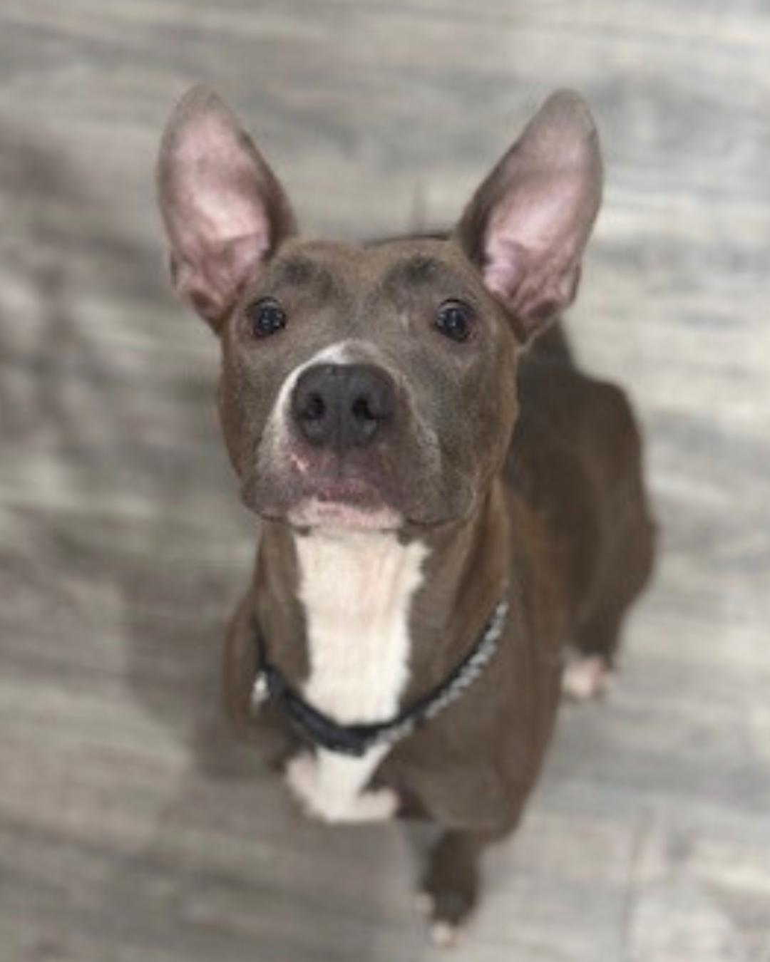 Enlarge Wilma, a Adoptable mixed breed in Valley Village, CA image 2/5