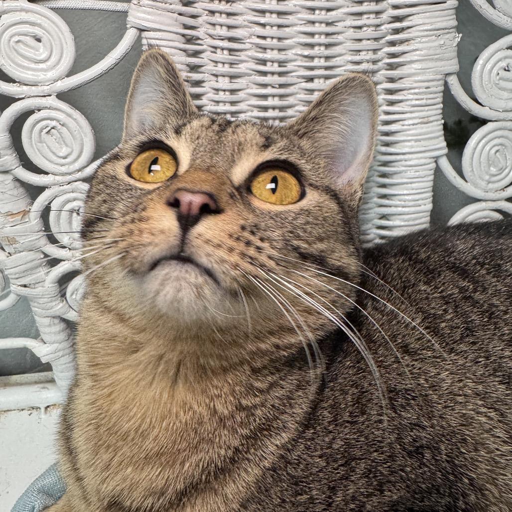 A Little Common 55151, Adoptable, Young Female Domestic Short Hair.