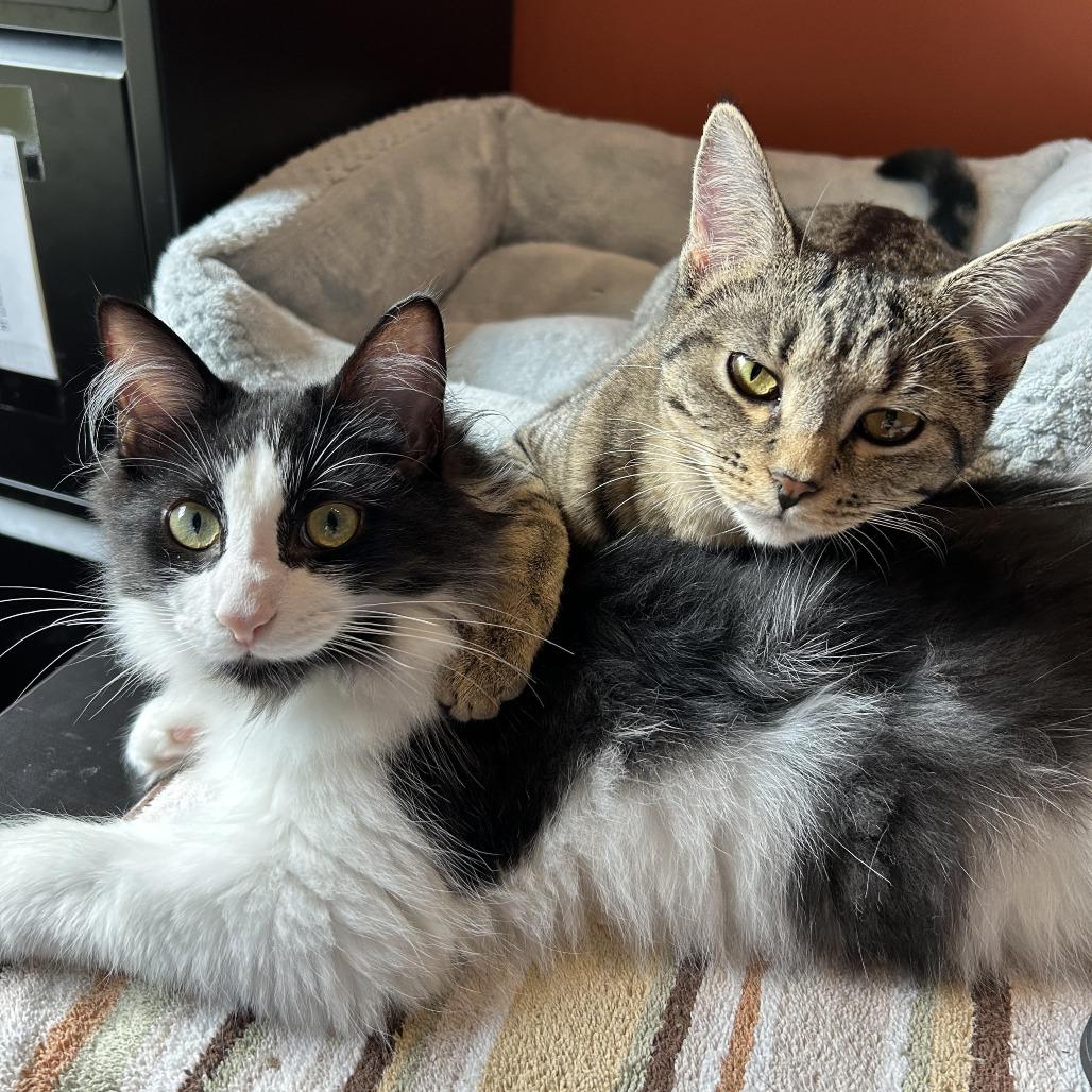 Enlarge A Little Common 55151, a Adoptable Domestic Short Hair in Eaton Rapids, MI image 3/6