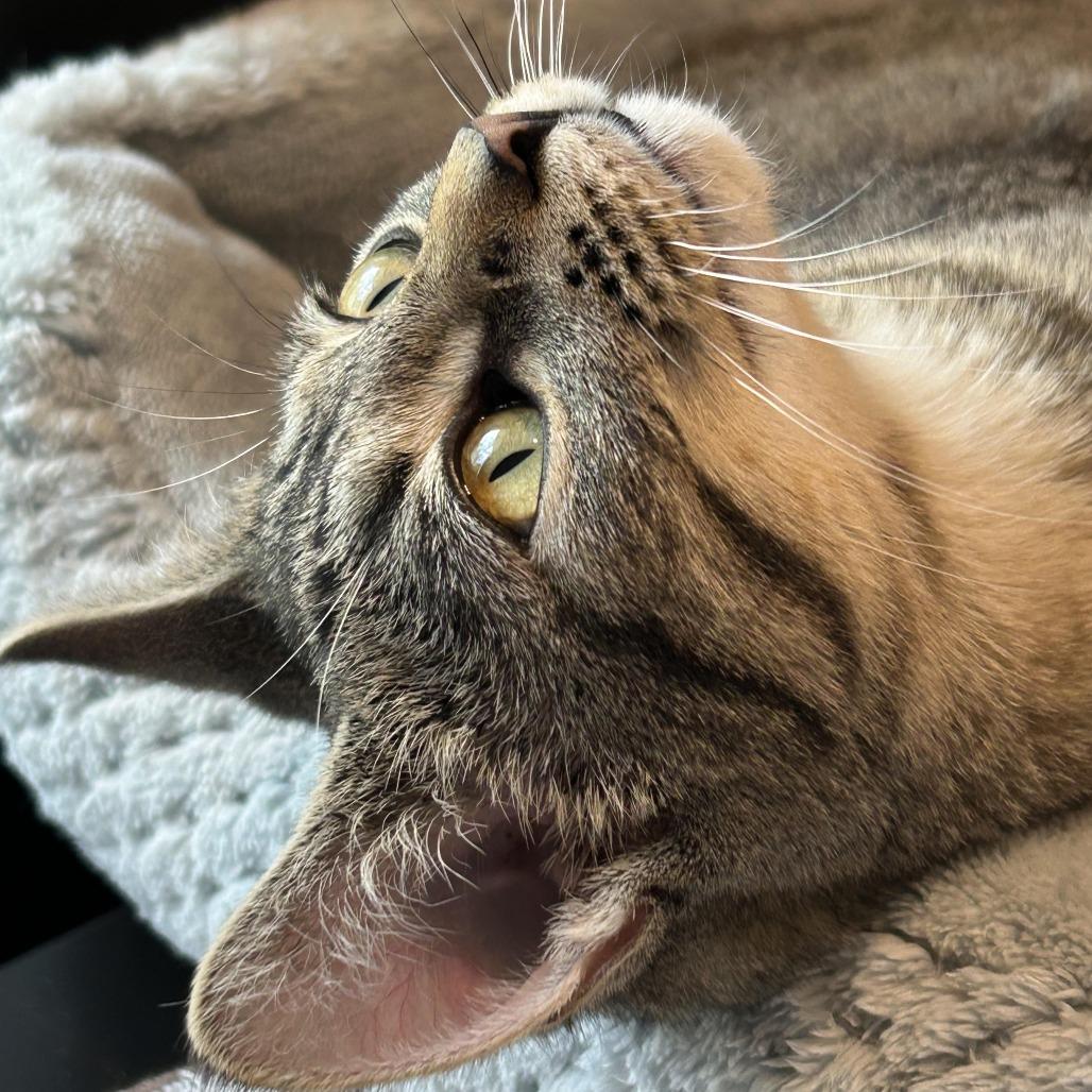 Enlarge A Little Common 55151, a Adoptable Domestic Short Hair in Eaton Rapids, MI image 4/6