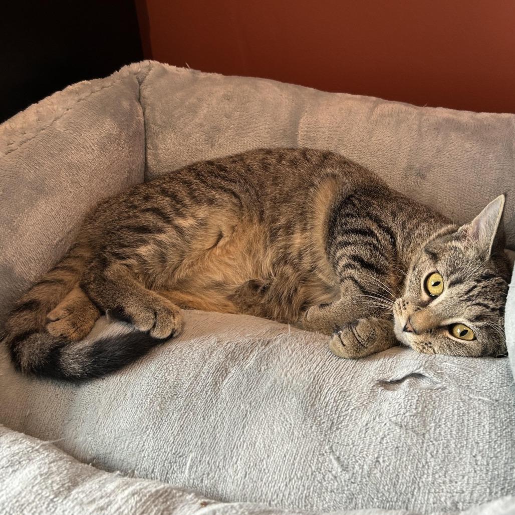 Enlarge A Little Common 55151, a Adoptable Domestic Short Hair in Eaton Rapids, MI image 5/6