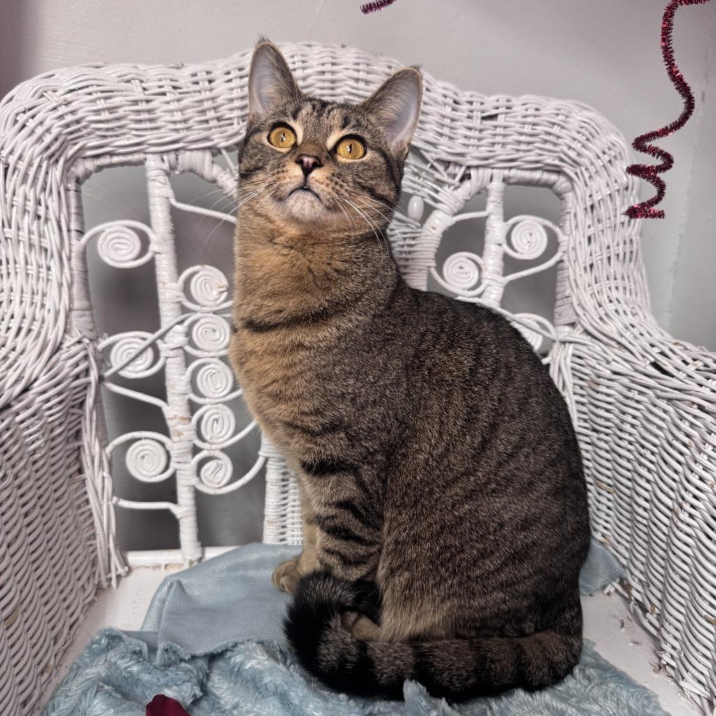 Enlarge A Little Common 55151, a Adoptable Domestic Short Hair in Eaton Rapids, MI image 6/6