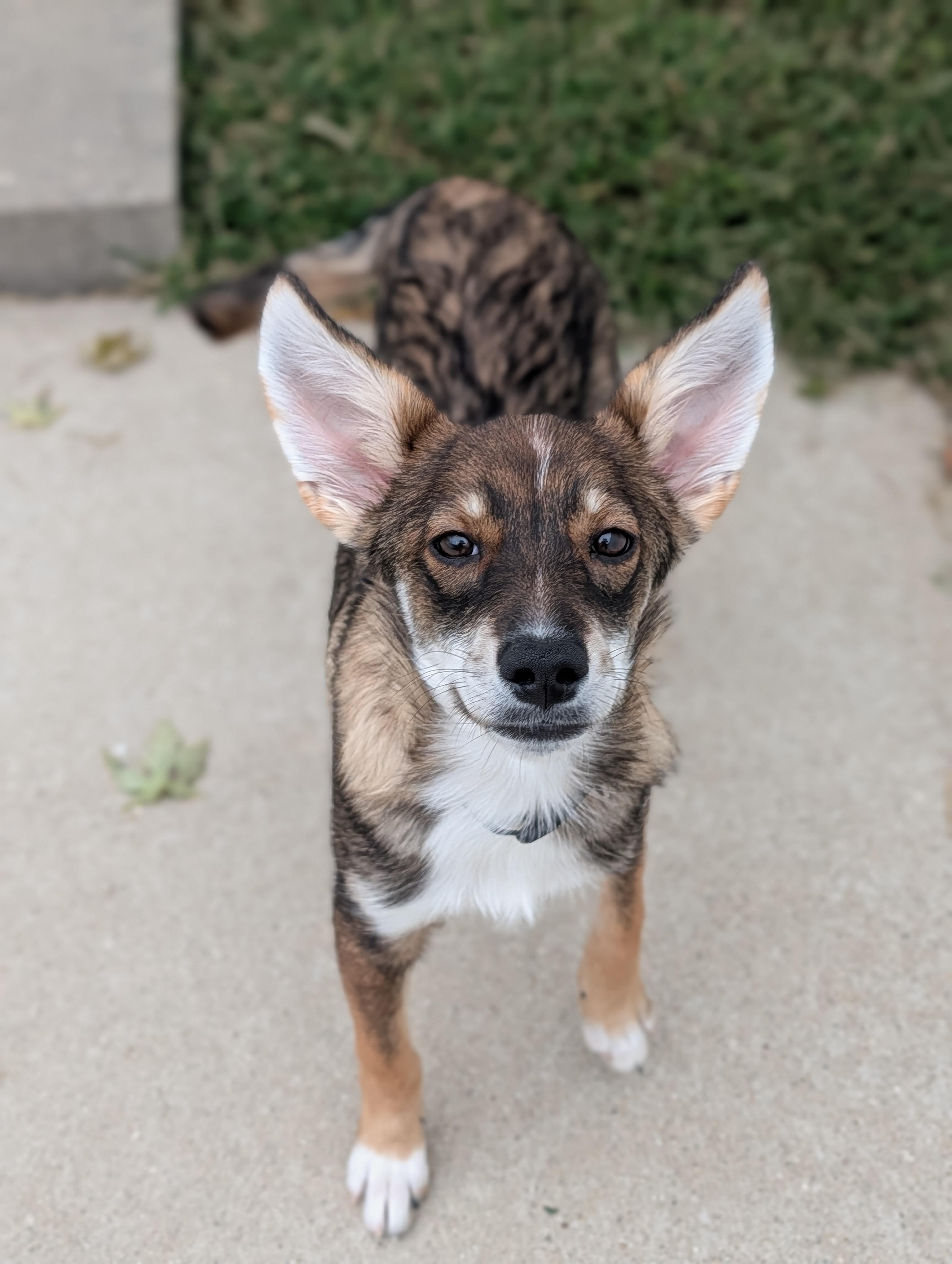Enlarge Porter, a Adopted Mixed Breed in Decatur, IL image 1/1