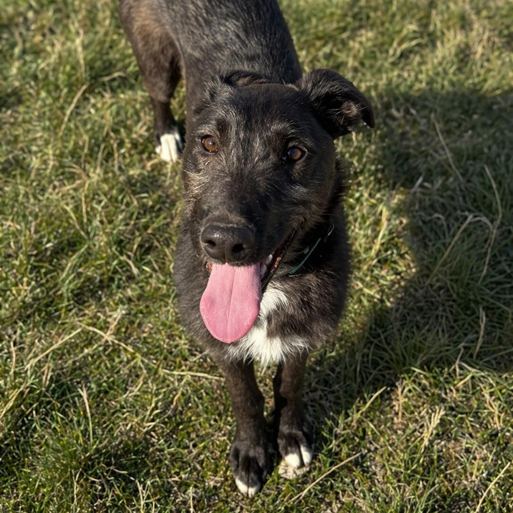 Enlarge Guava, a Adoptable mixed breed in Driggs, ID image 1/3