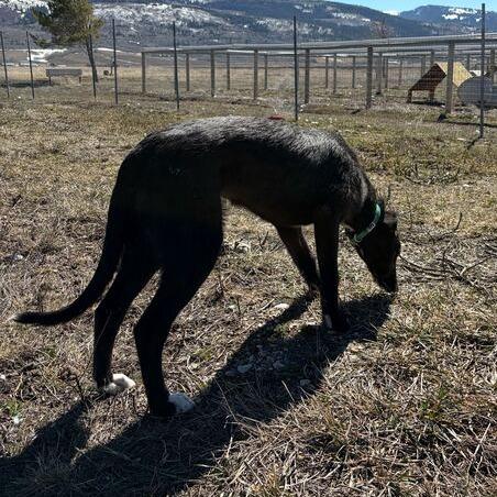 Enlarge Guava, a Adoptable mixed breed in Driggs, ID image 3/3