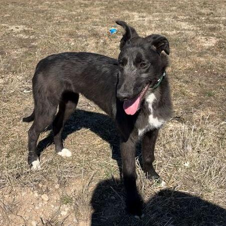 Enlarge Guava, a Adoptable mixed breed in Driggs, ID image 2/3