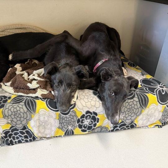 Guava, a Adoptable mixed breed in Driggs, ID image 3/6