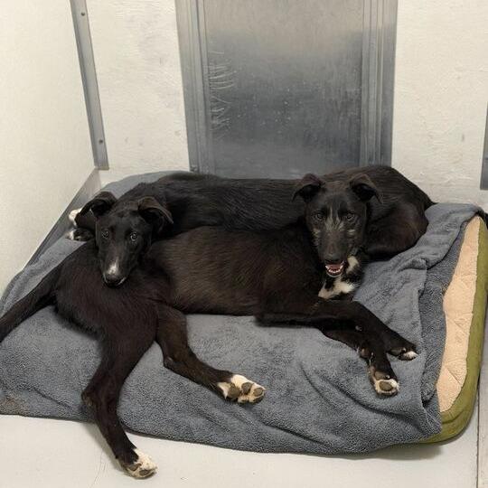 Guava, a Adoptable mixed breed in Driggs, ID image 4/6